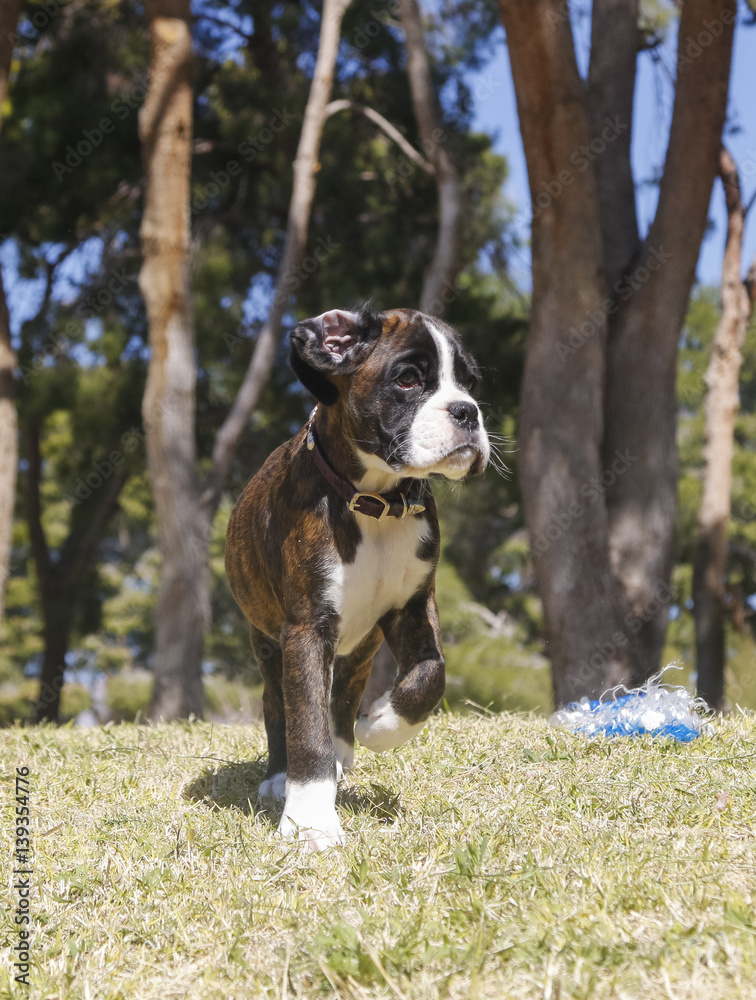 Boxer puppy with the ear flipped back Boxer puppy with the ear flipped back