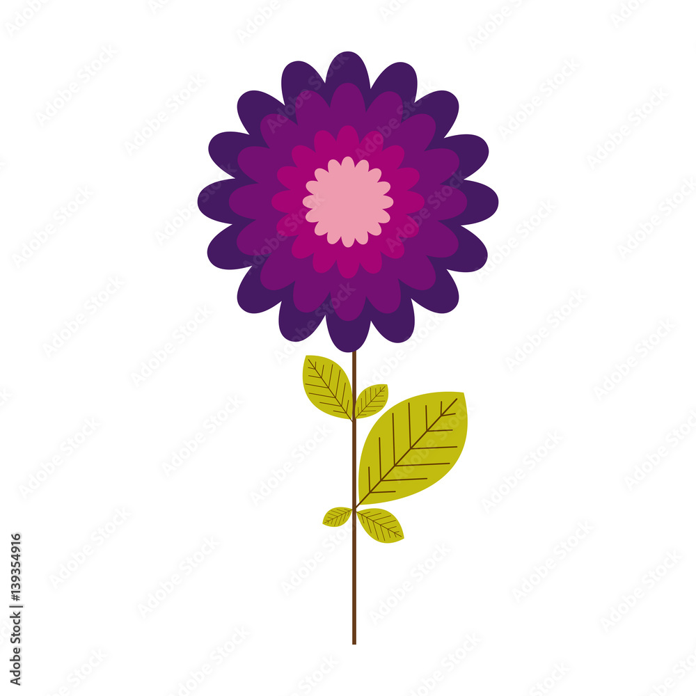 colorful stem with leaves and echinacea purpurea flower vector illustration