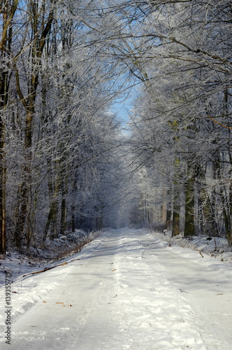 zimowa ścieżka wśród drzew pokrytych szadzią 