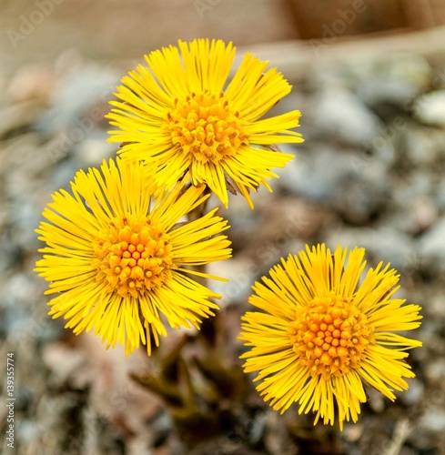 Bild auf Leinwand Yellow coltsfoots on a natural background in spring