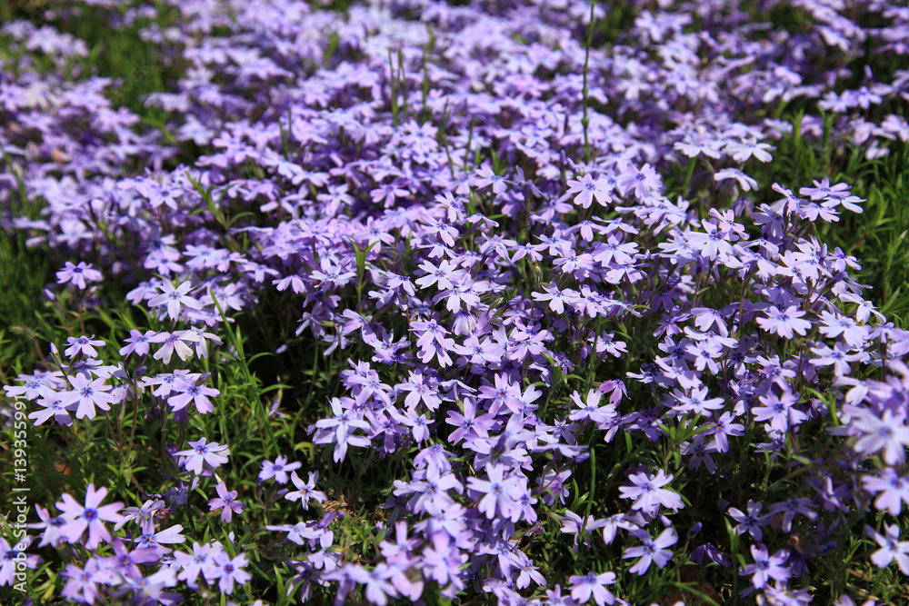 Naklejka premium 芝桜