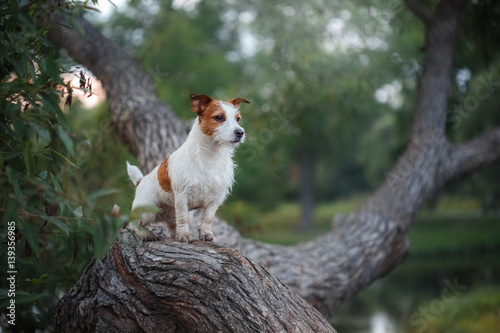 Photography dog outdoors in a tree outside, breed Jack Russell Terrier