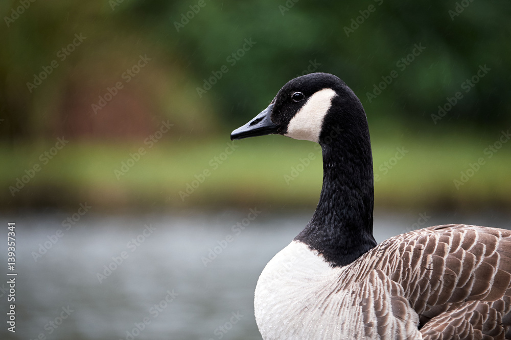 canada goose in brecon beacons national park (craig Y nos) canada goose in brecon beacons national park (craig Y nos)