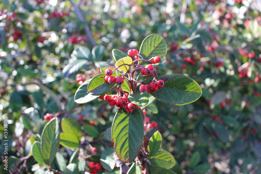 Obraz premium baie rouge 