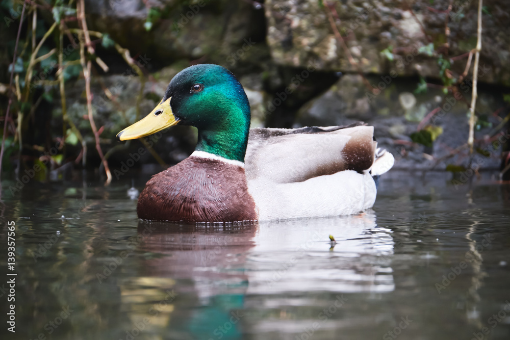 mallard duck in the rain, Brecon Beacons National park (craig Y nos) mallard duck in the rain, Brecon Beacons National park (craig Y nos)