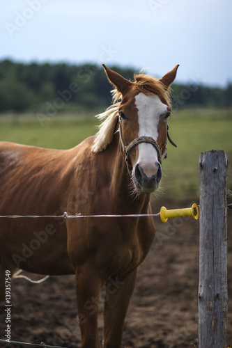 Лошади  © vitaliybelozerov