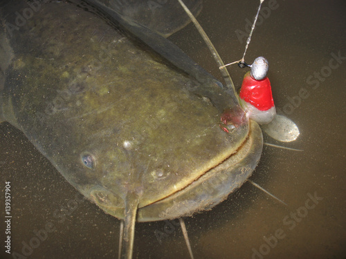 Catfish (Silurus glanis) after fight close up. Spinning gear. photo