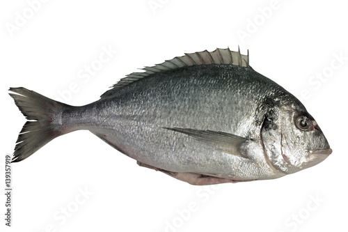 Dorado fish with white background isolated