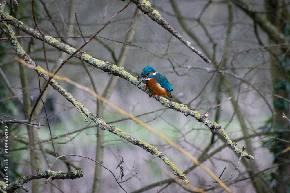 Kingfisher focused and hunting for food perched on lichen tree branch Kingfisher focused and hunting for food perched on lichen tree branch