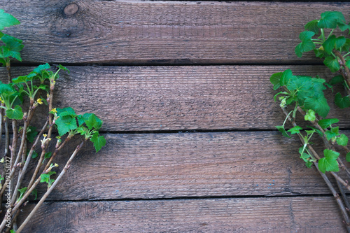 Green leaves and branches of plants on a wooden background