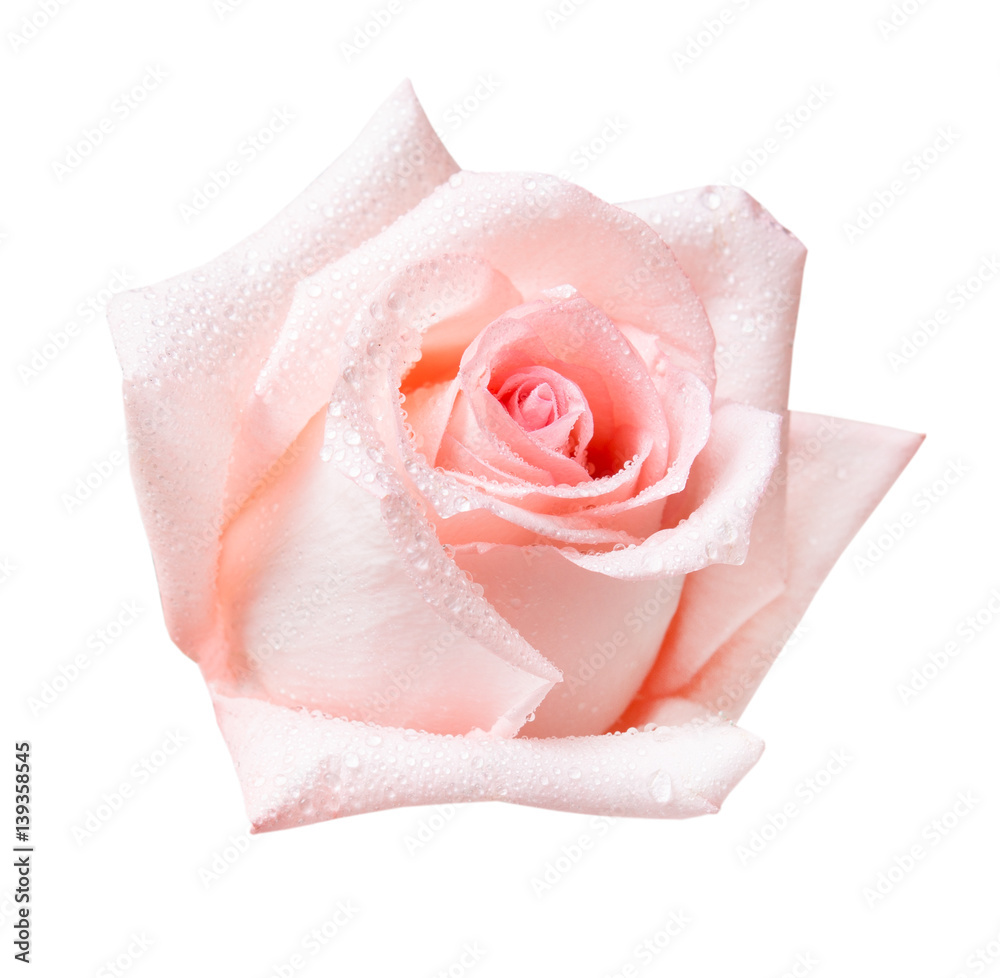 Rose flower isolated on white Rose flower isolated on white