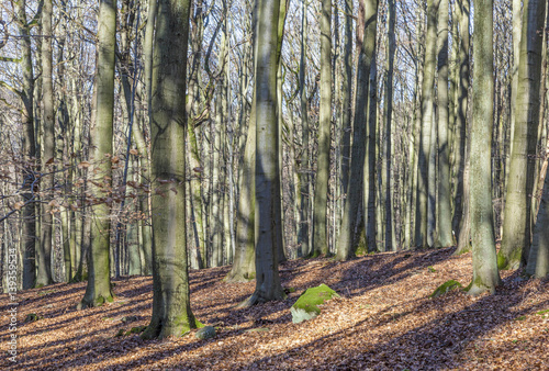 Cuadro en lienzo forest in wintertime with leaves in indian summer colors
