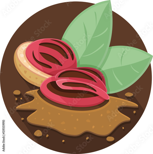 nutmeg vector artwork isolated on white background