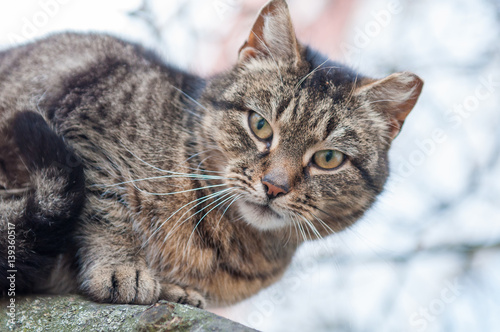 cat hunting on the tree