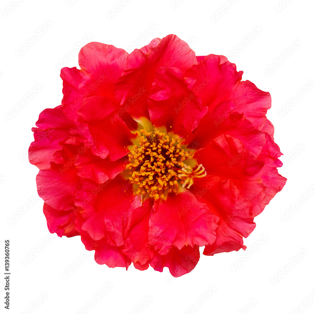 red flower isolated on white background red flower isolated on white background