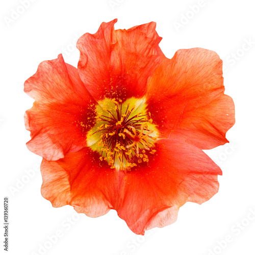 Orange flower of gerber isolated on white background © serkucher