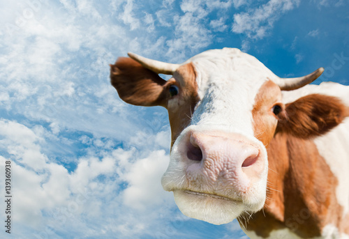 Brown cow (focus on the nose)  against blue sky background