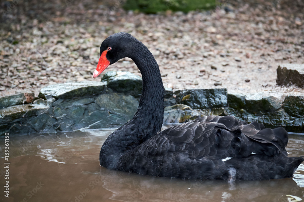 Fototapeta premium Black swan, brecon beacons national park, llangorse lake