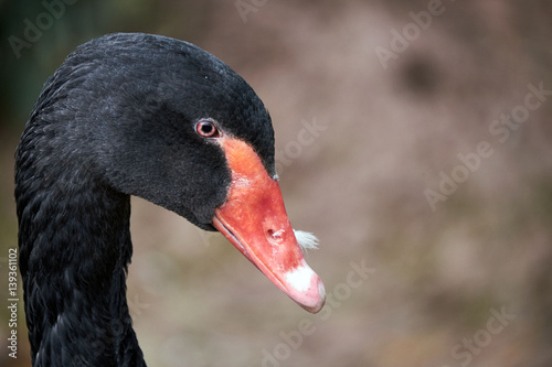 Black swan  brecon beacons national park  llangorse lake
