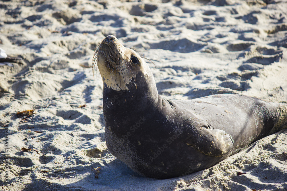 Naklejka premium Seal posing on beach