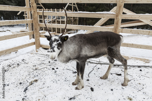 young reindeer in the corral