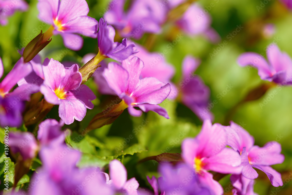 Primrose pink flowers (Primula Vulgaris). Pink primroses. Primula flowers growing in the field Primrose pink flowers (Primula Vulgaris). Pink primroses. Primula flowers growing in the field