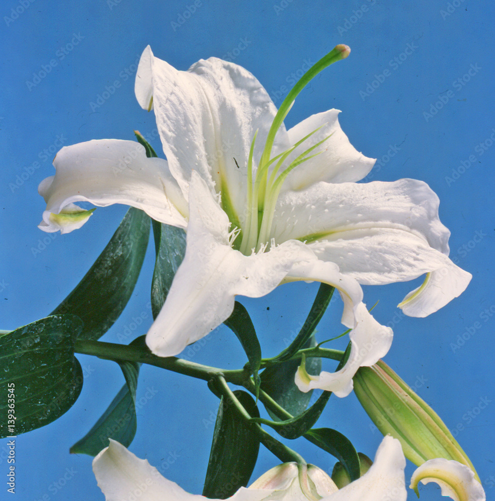 Obraz premium White lily on blue background