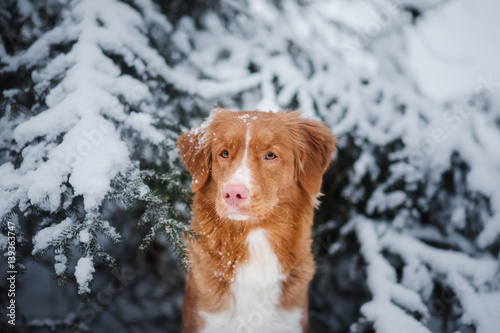 dog in winter outdoors, Nova Scotia Duck Tolling Retriever, in the forest