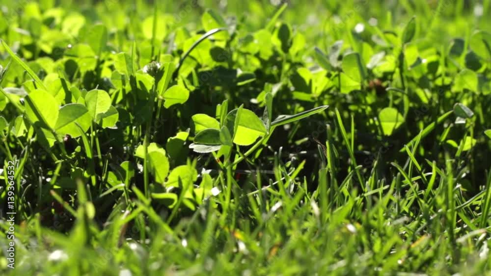 Macro shot of shiny lush green grass moved by the wind on a sunny day Macro shot of shiny lush green grass moved by the wind on a sunny day