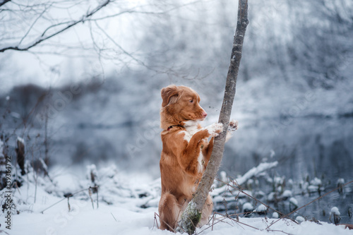 Fototapeta Naklejka Na Ścianę i Meble -  dog in winter outdoors, Nova Scotia Duck Tolling Retriever, in the forest