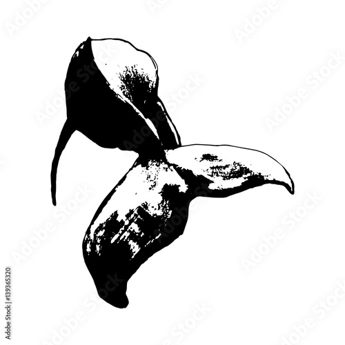 The tail of a large whale - graphic drawing on white background, vector