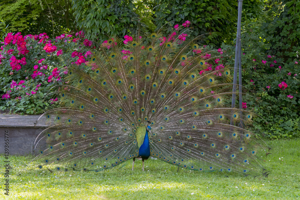 Obraz premium Pavone