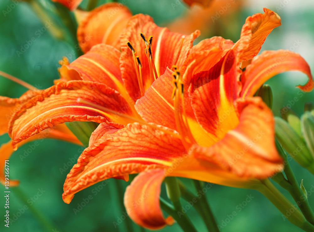 Orange lilies in the summer garden Orange lilies in the summer garden