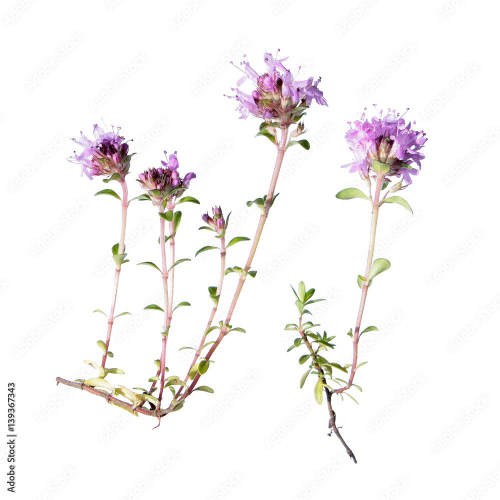 Wild thyme isolated on white background