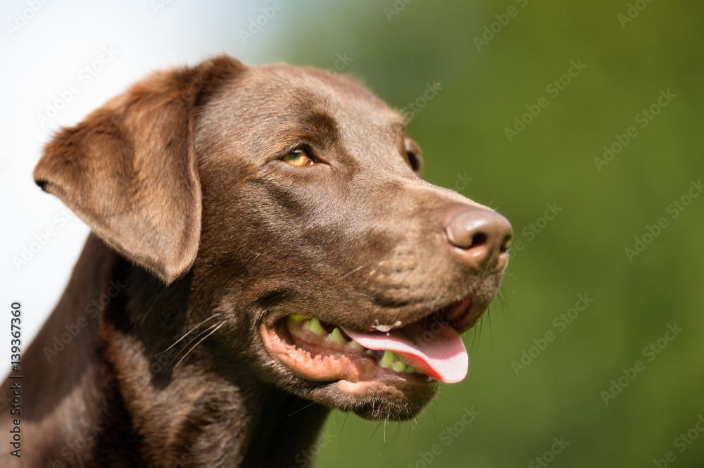 Labrador Retriever Dog