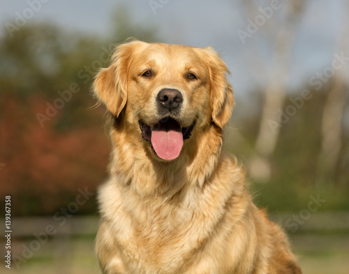 Golden Retriever Dog © Mikkel Bigandt