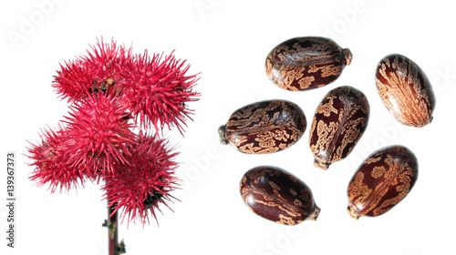 Red fruits of Ricinus isolated on white. Seeds of Castor Bean Plant (Ricinus communis) on white background
