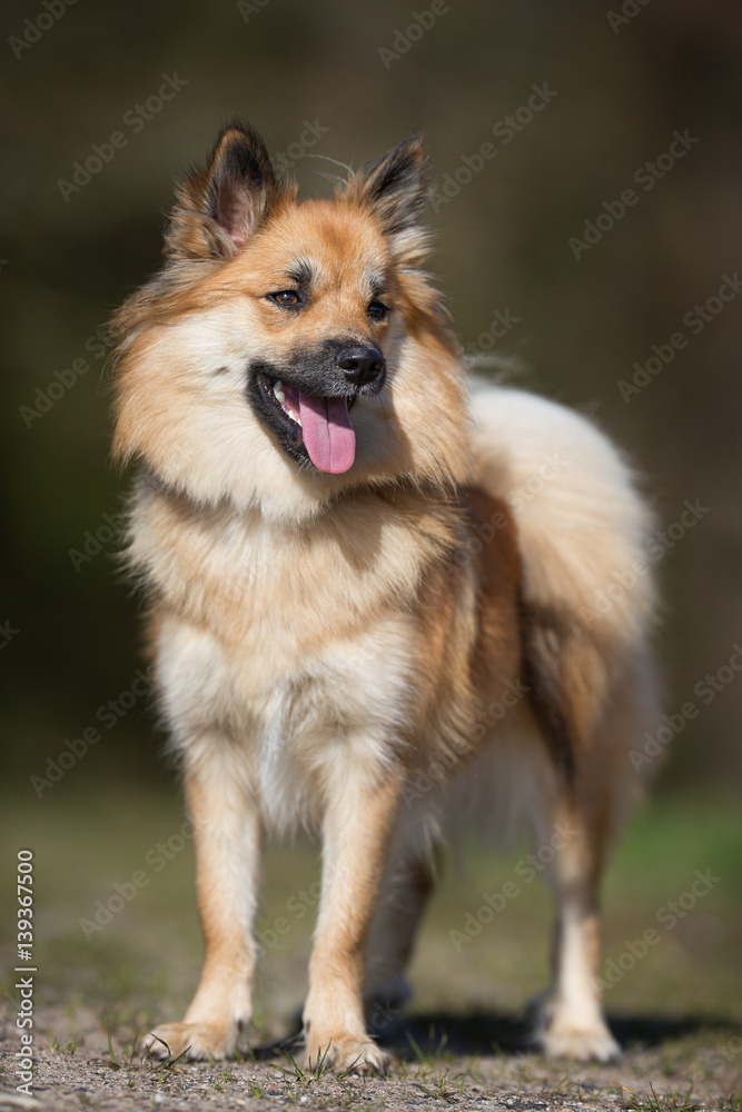 Happy dog on sunny day Happy dog on sunny day