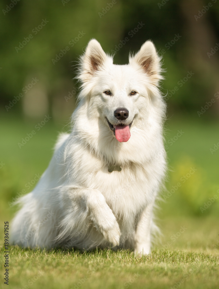 Dog in nature Dog in nature