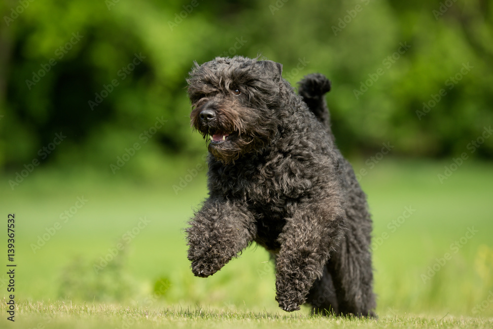 Fototapeta premium Dog outdoors in nature