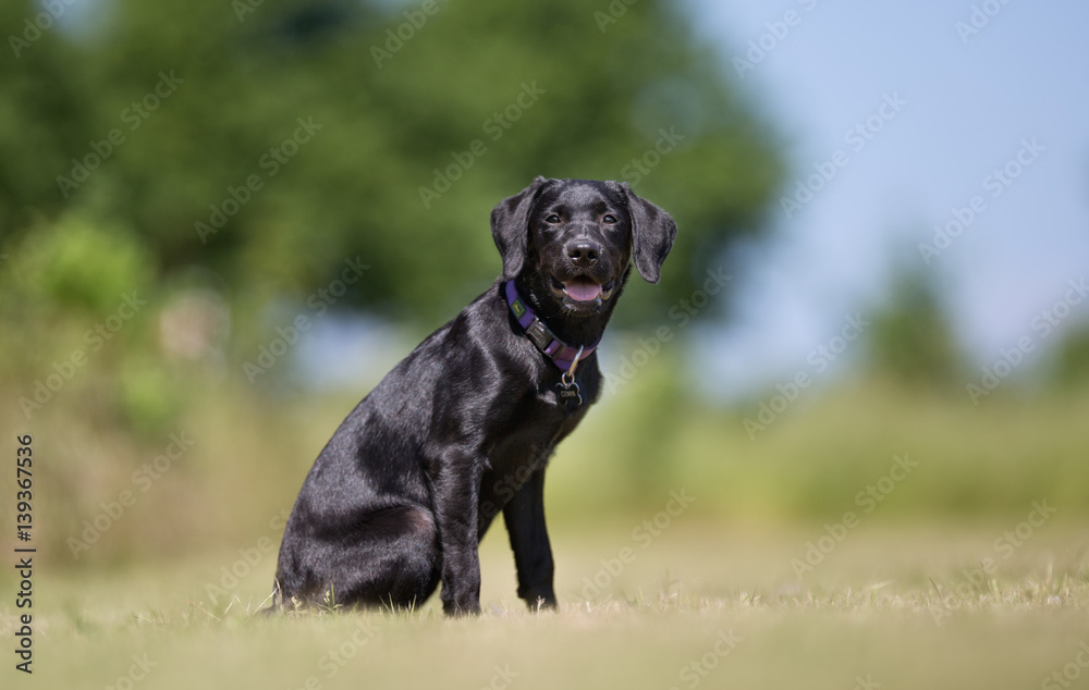 Labrador retriever dog