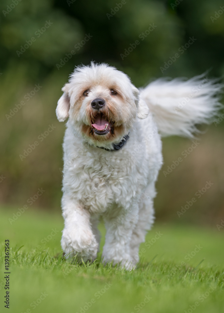Happy active dog