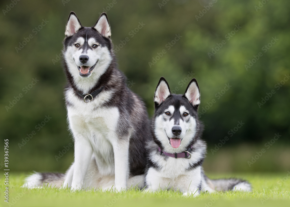 Two siberian husky dogs