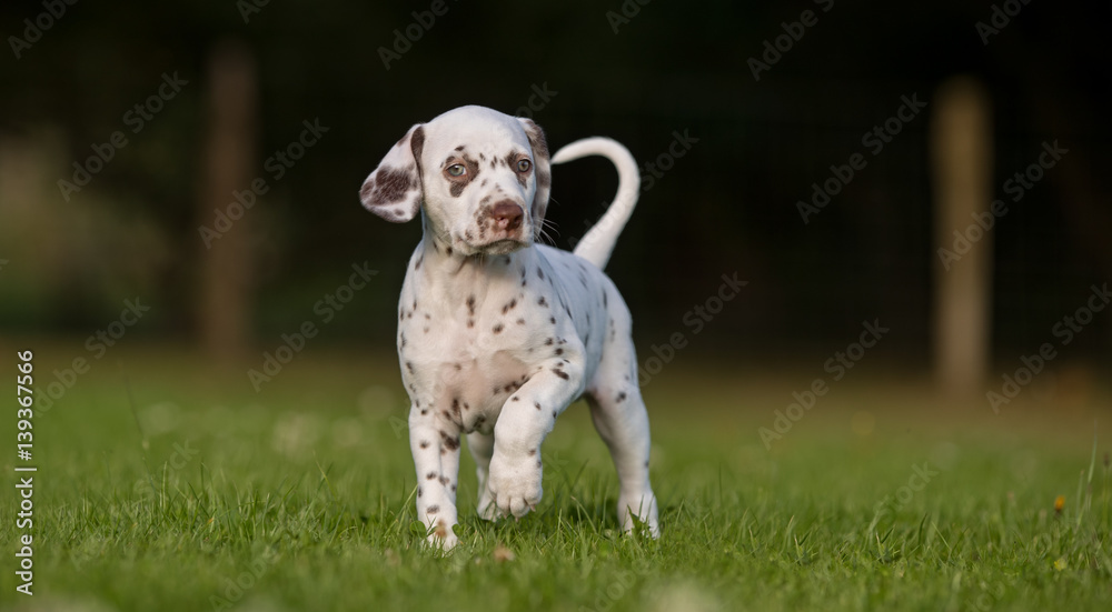 Dalmatian dog puppy