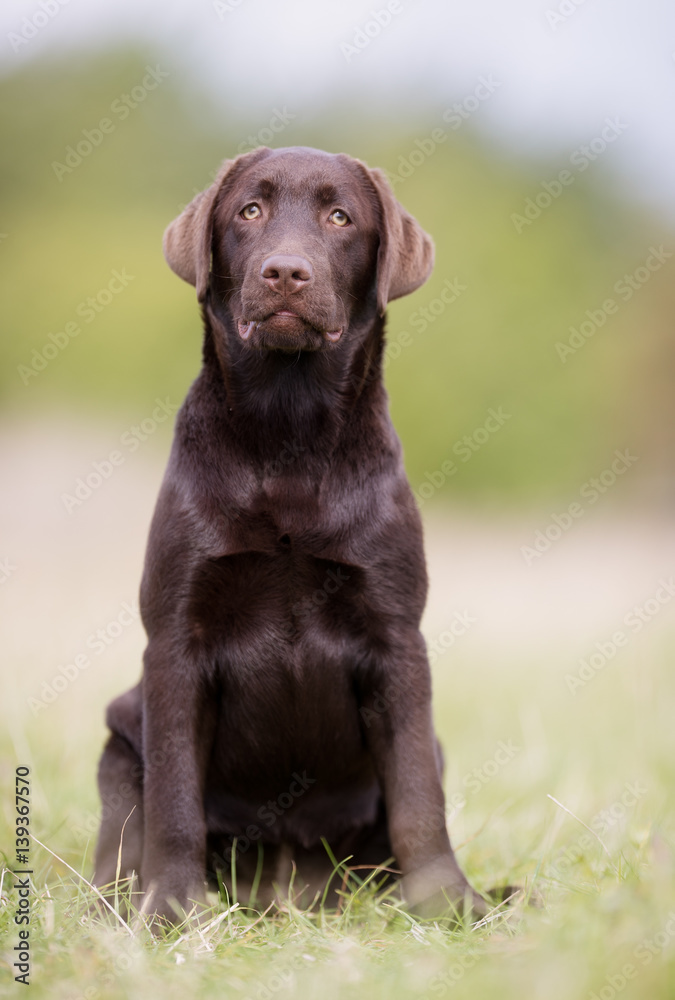 Brown labrador retriever dog