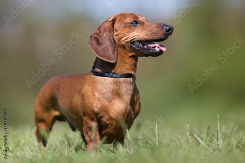 Dachshund dog