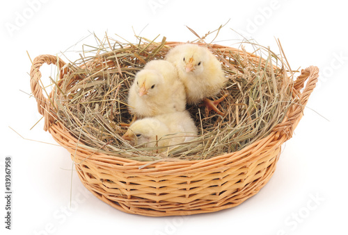 Chickens in a nest of hay.