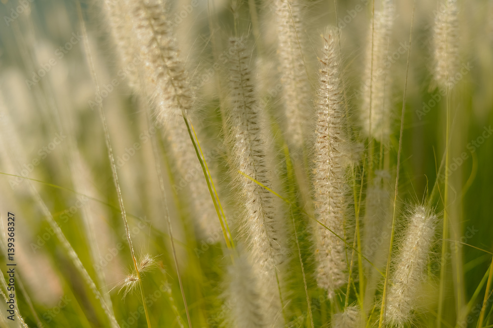 Natural blurry meadow spring or summer outdoors background. Vintage style sunny photo