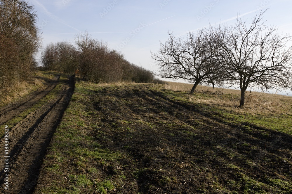 spring landscape with forest and road