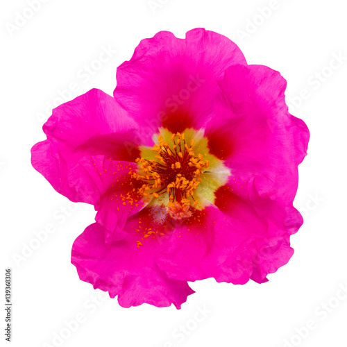 purple flower head isolated on white background.